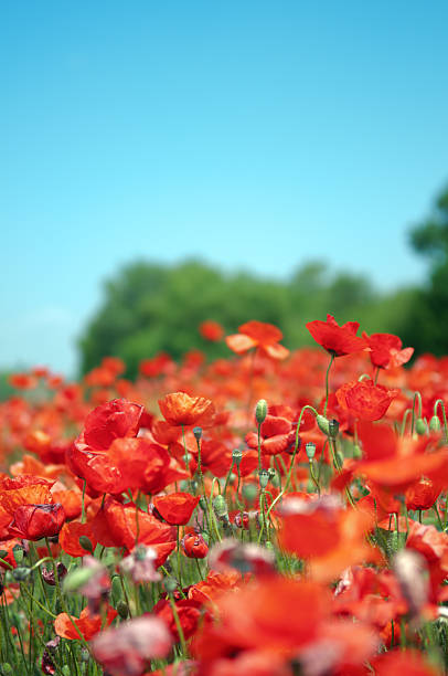 istock Red poppy field on blue sky 153158338