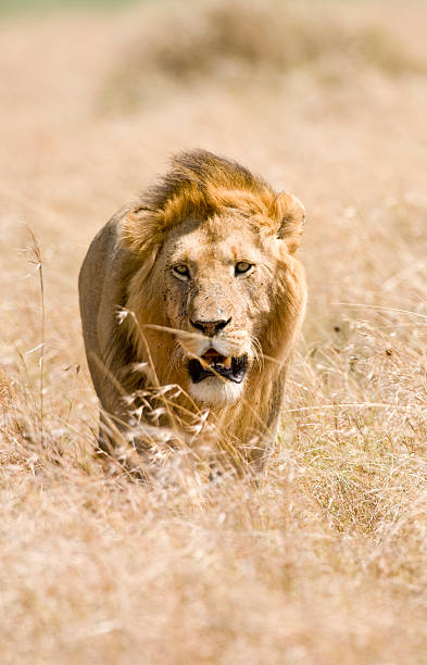 istock Lion in Masai Mara Kenya 153158507