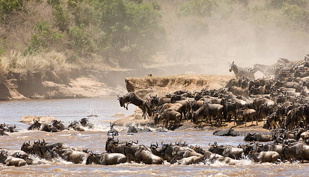 istock All kinds of wild animals crossing a river 153158549