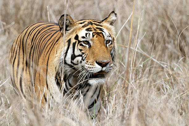 Grande uomo Tigre del Bengala nel selvaggio, India - foto stock