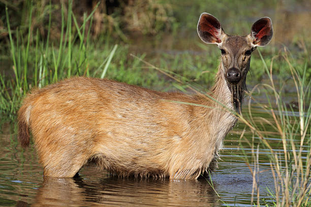 Sambar Deer Drinking In Creek Bandhavgarh National Park India Stock Photo -  Download Image Now - iStock