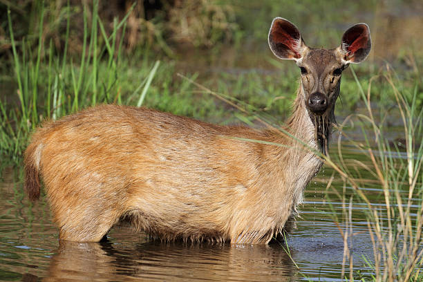 Sambar Deer Drinking In Creek Bandhavgarh National Park India Stock Photo - Download Image Now - iStock Sambar Deer Drinking In Creek Bandhavgarh National Park India Stock Photo - Download Image Now - iStock