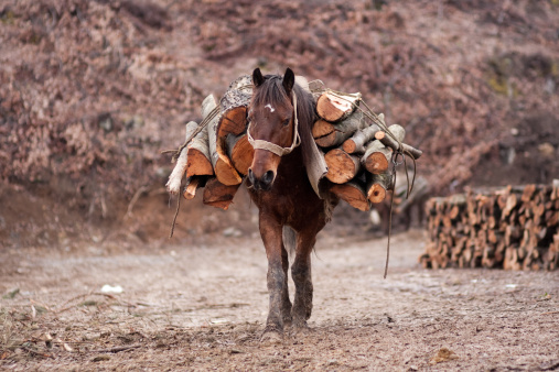 Horse carrying chopped wood on his back