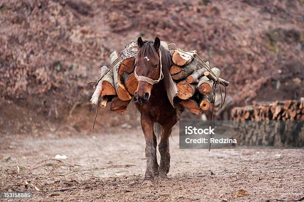 Trabalho Difícilname - Fotografias de stock e mais imagens de Carregar - Carregar, Cavalo - Família do Cavalo, Agricultura