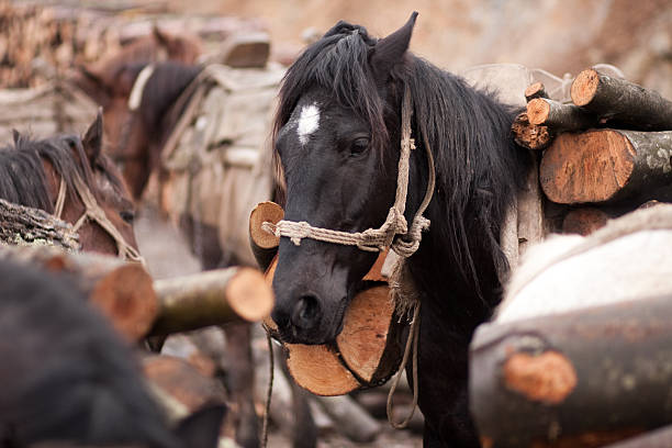 Horses pulling wood stock photo
