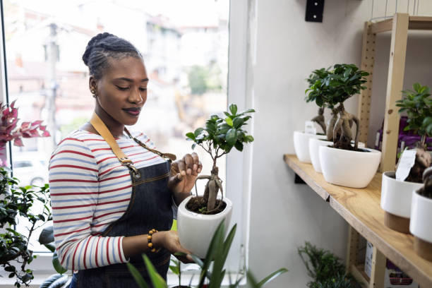 Female florist Black ethnicity holding bonsai in the pot, while working at the flower shop