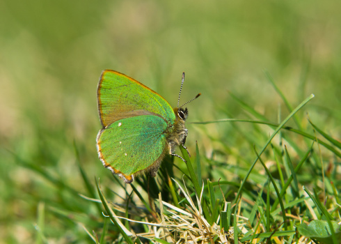 Close-up of a Green Hairstreak Butterfly