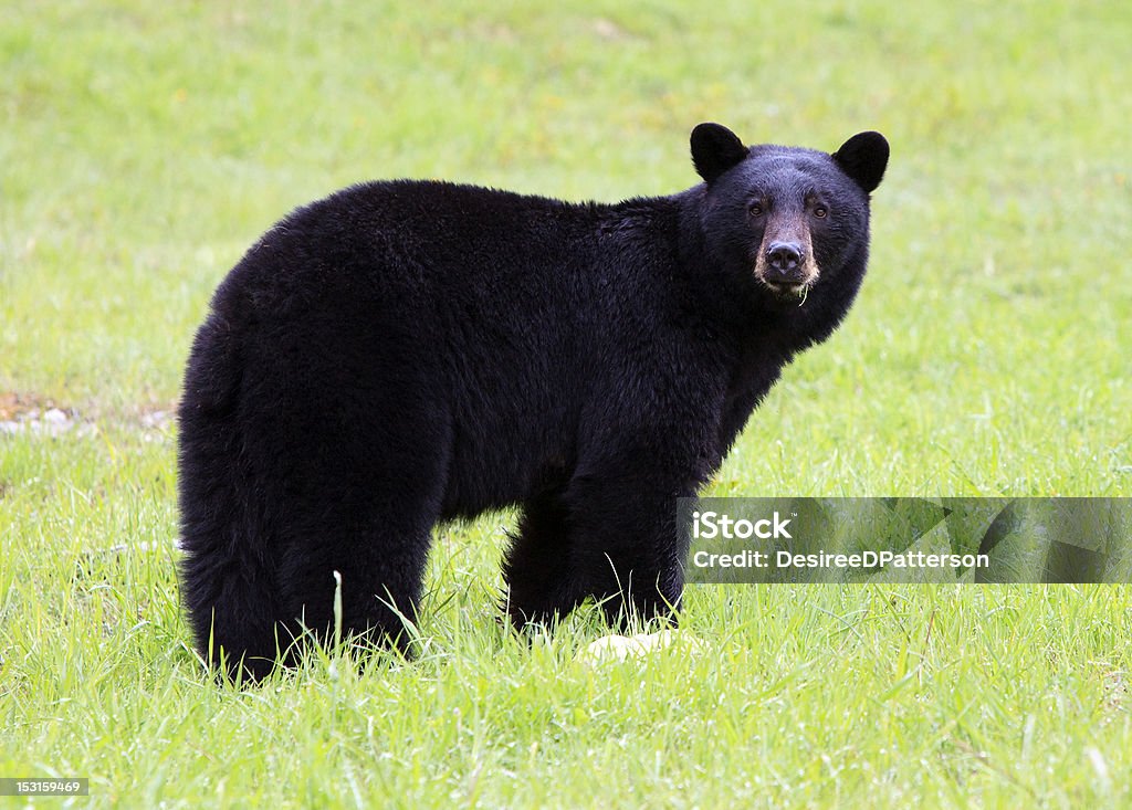 Black Bear Black Bear eating grass on mountain slope.  Photo taken in the wild. American Black Bear Stock Photo