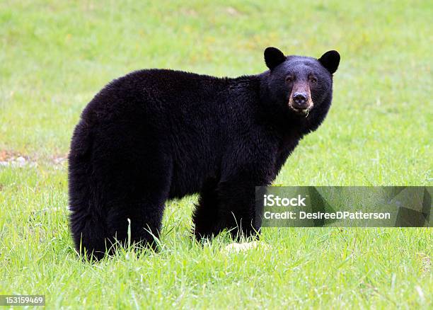 Black Bear Stock Photo - Download Image Now - American Black Bear, Animal, Animal Wildlife