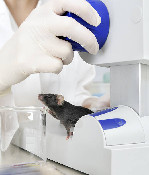 istock laboratory mouse tries to escape 153159578