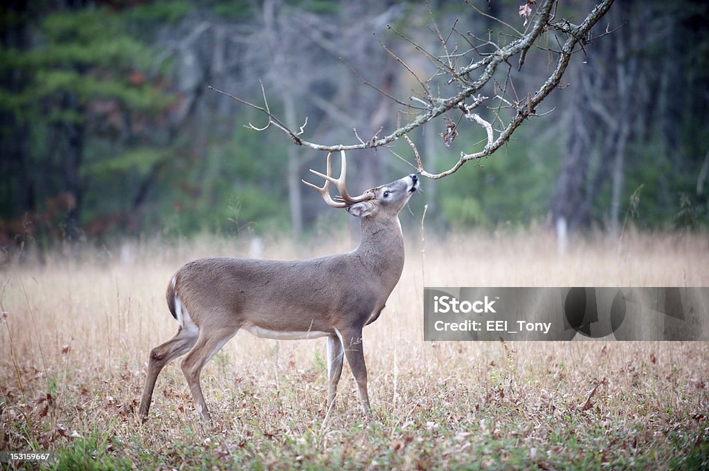 White-tailed deer buck Fortgeschrittene Verhalten - Lizenzfrei Bock - Männliches Tier Stock-Foto