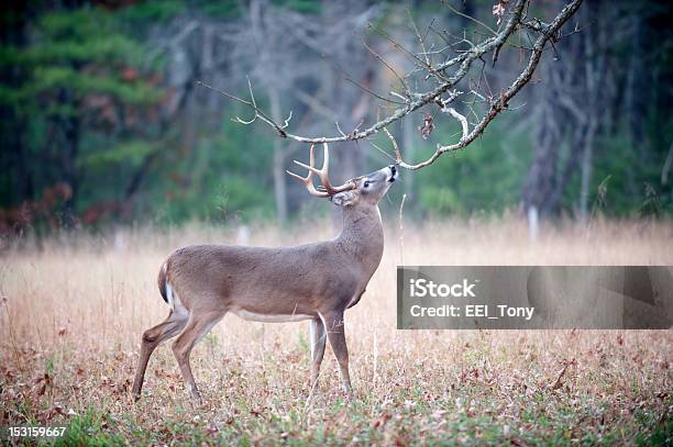 Whitetailed Deer Buck Fortgeschrittene Verhalten Stockfoto und mehr Bilder von Bock - Männliches Tier - Bock - Männliches Tier, Reiben, Ast - Pflanzenbestandteil