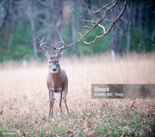 Whitetailed Deer Buck Fortgeschrittene Verhalten Stockfoto und mehr Bilder von Ast - Pflanzenbestandteil - Ast - Pflanzenbestandteil, Baum, Bock - Männliches Tier