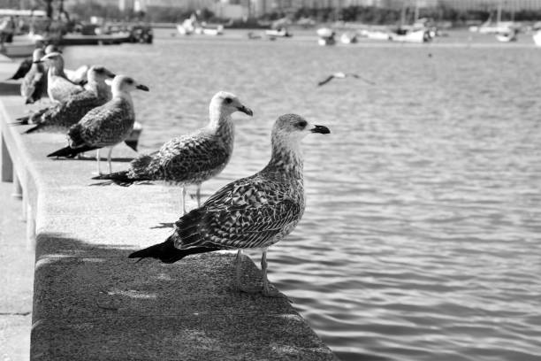 istock Seagulls perched on stone wall in Ferragudo town 1531597186