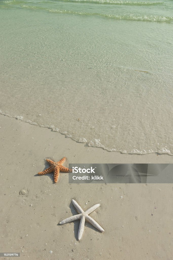 Par de estrella de mar en una playa tropical, que subiera la marea - Foto de stock de Agua libre de derechos