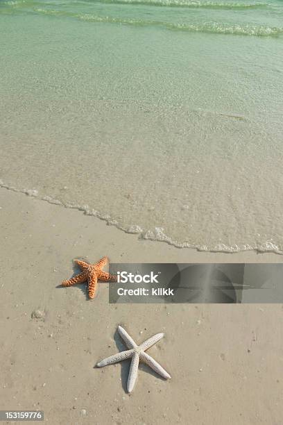 Par De Estrella De Mar En Una Playa Tropical Que Subiera La Marea Foto de stock y más banco de imágenes de Agua