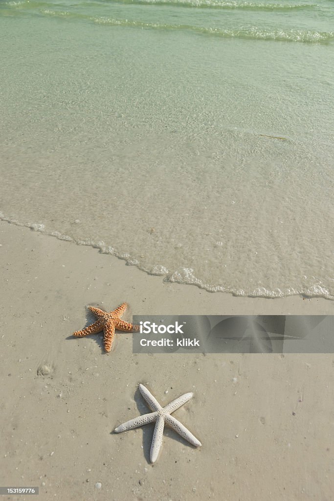 Dwa Rozgwiazda na tropikalnej plaży, zmieniają się w - Zbiór zdjęć royalty-free (Brzeg wody)