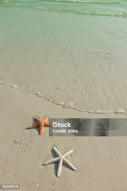 Dwa Rozgwiazda Na Tropikalnej Plaży Zmieniają Się W - zdjęcia stockowe i więcej obrazów Brzeg wody