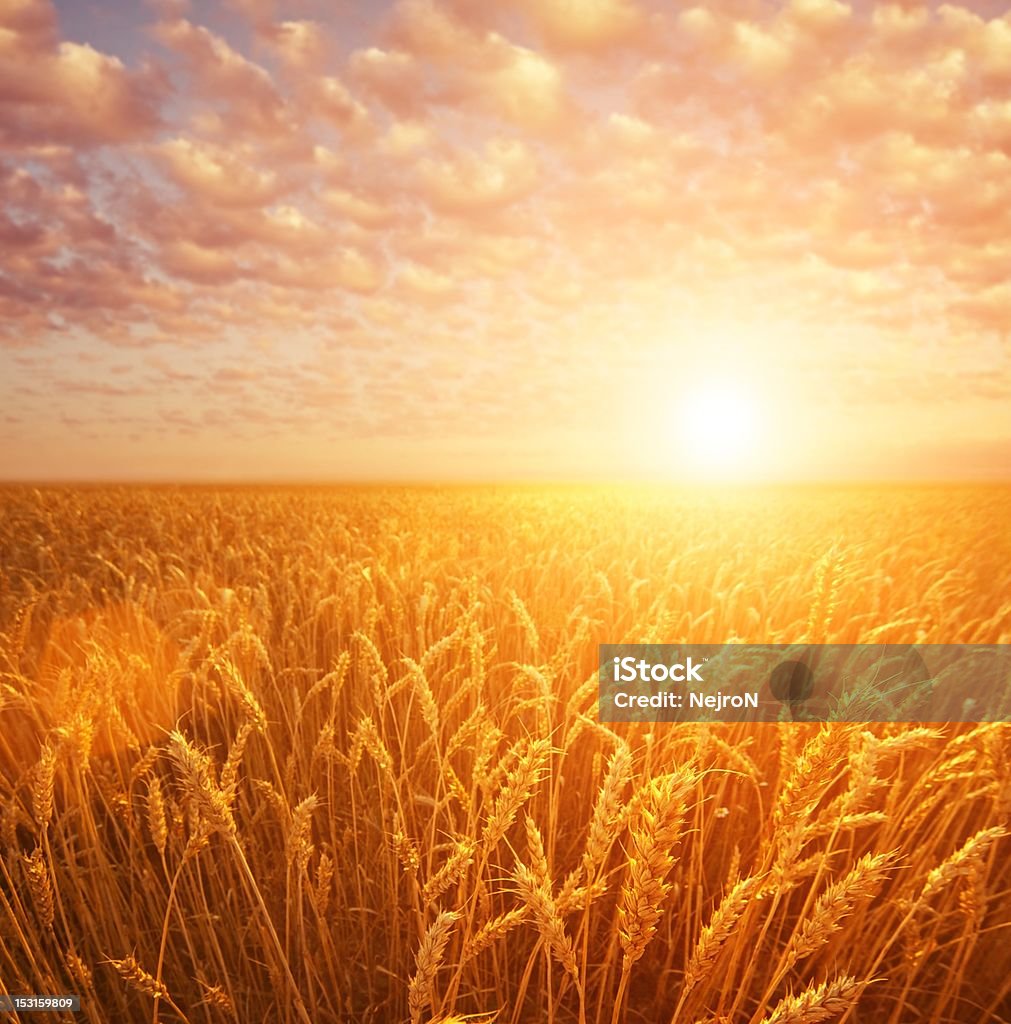 Campo de trigo em céu nublado - Foto de stock de Agricultura royalty-free