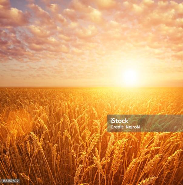 Foto de Campo De Trigo Em Céu Nublado e mais fotos de stock de Agricultura - Agricultura, Ajardinado, Amarelo