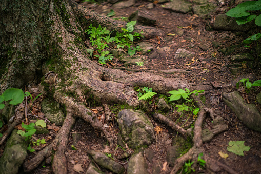 Natural Landscape - Close up of a Trunk of a Tree and its roots spreading on the Ground along the Bruce Trail in Hamilton, Ontario