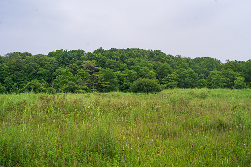 Natural Landscape - Green field with Trees in the background along the Bruce Trail in Hamilton, Ontario