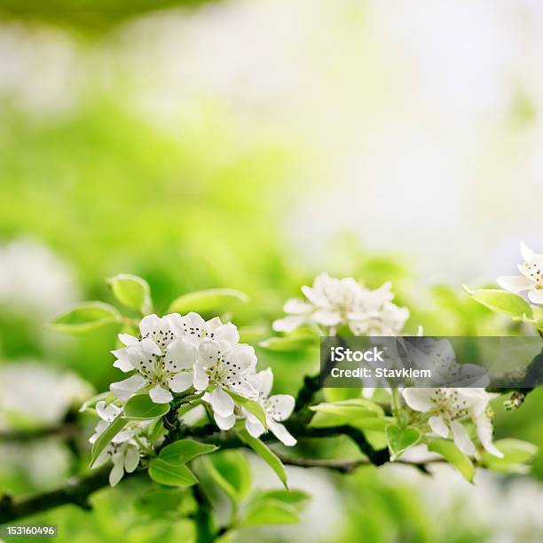 Closeup Spring Blossoming Tree Stock Photo - Download Image Now - Blossom, Botany, Branch - Plant Part