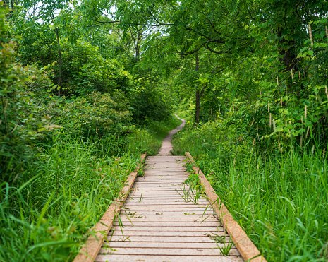 Natural Landscape - Hiking Trail - Footpath through a Lush Green Forest along the Bruce Trail in Hamilton, Ontario
