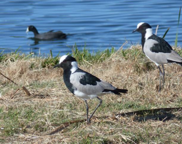istock Two Blacksmiths plovers and a swimming coot. 1531610899