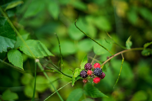 Huckleberry growing in the forest