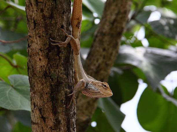 istock Oriental Garden Lizard looking out 153162303