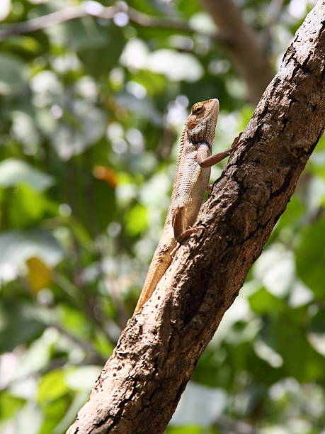 istock Basking Oriental Garden Lizard on branch 153162384