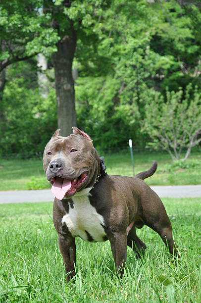 istock Dog American Bully Breed in Park 153162594