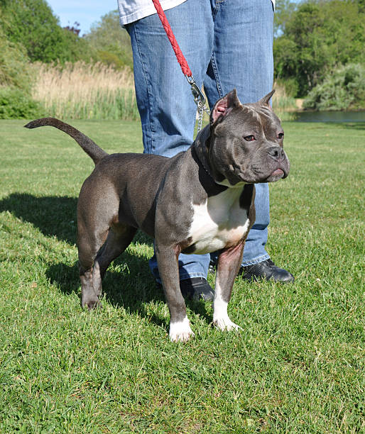 istock Canine at Dog Friendly Park American Bully Breed 153162636