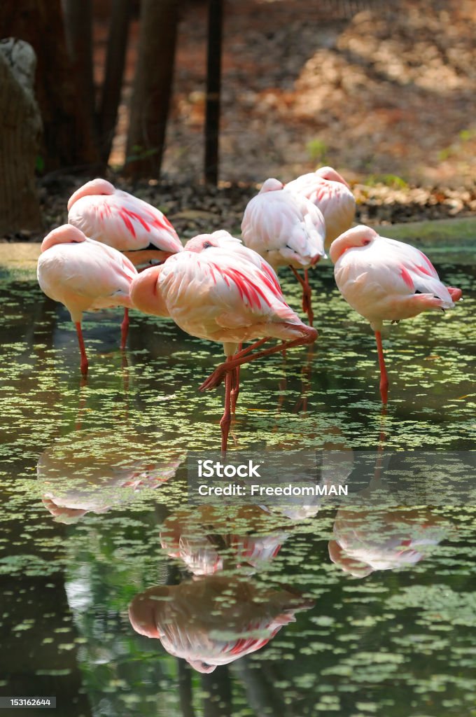 Flamingos - Lizenzfrei Flamingo Stock-Foto