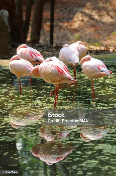 Flamingos Stockfoto und mehr Bilder von Flamingo - Flamingo, Fotografie, Im Freien