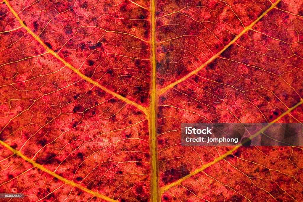 Red Leaf Texture Stock Photo - Download Image Now - Abstract, Autumn ...
