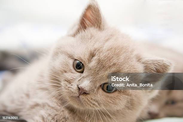 Cute British Kitten Stock Photo - Download Image Now - Animal, Beauty, Beige