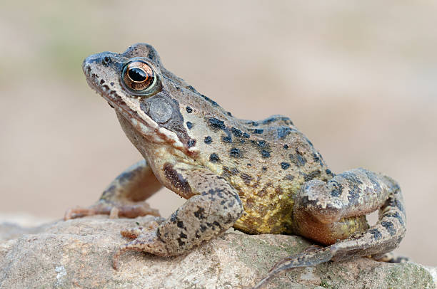 개구리 - frogger 뉴스 사진 이미지