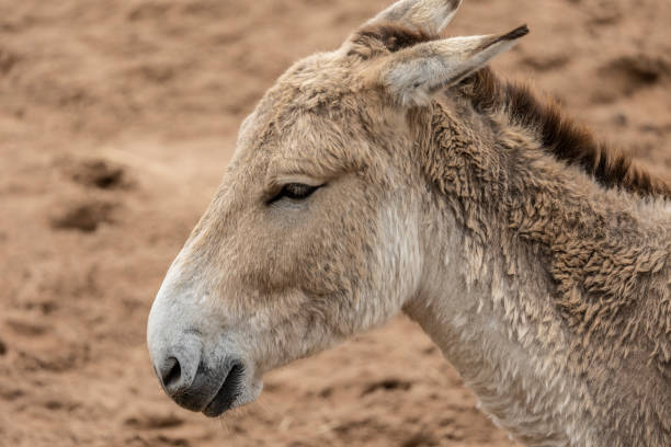 당나귀 클로즈업, 모래 마른 배경 - mule animal profile animal head 뉴스 사진 이미지