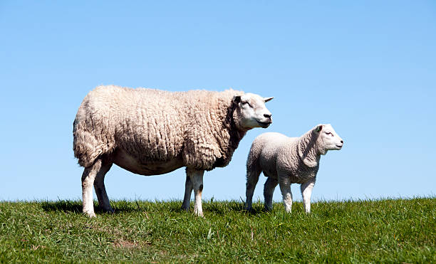 istock Mother and young sheep 153163369