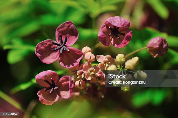 Fiveleaf Akebia Stock Photo - Download Image Now - Flower, Vine - Plant, Bud