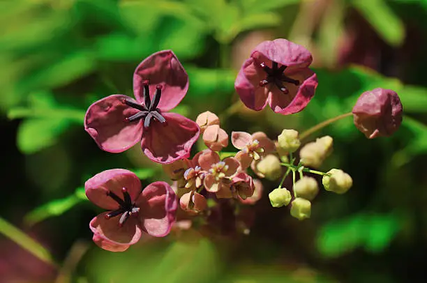 five-leafed, Chocolate vine  akebia quinata flowers and buds