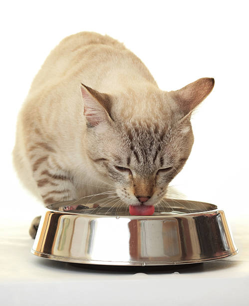 Cat drinking water. from a bowl cat water stock pictures, royalty-free photos & images