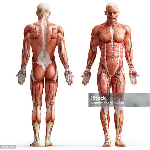 筋肉部位 - 人体構造のストックフォトや画像を多数ご用意 - 人体構造, 筋肉質, イラストレーション