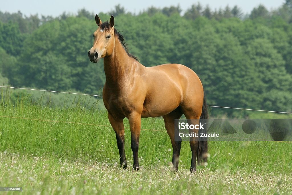 Brown horse looking Quarter horse on the pasturage Quarter Horse Stock Photo