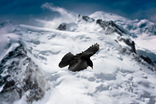 Blackbird flying in mountains. French Alps, Chamonix area.