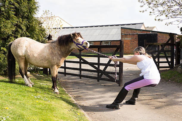 Tug-of-war! young girl fighting losing battle with pony. stock photo