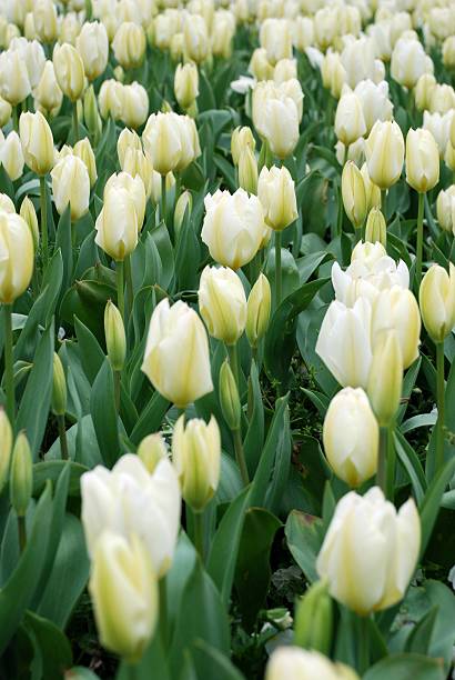 White Tulips stock photo