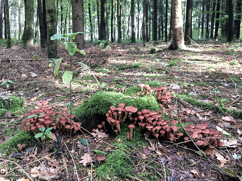 A view of a forest glade with poisonous mushrooms growing on it. Summer natural landscape